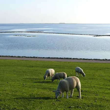 Hamburger Hallig In Haus Halligblick *